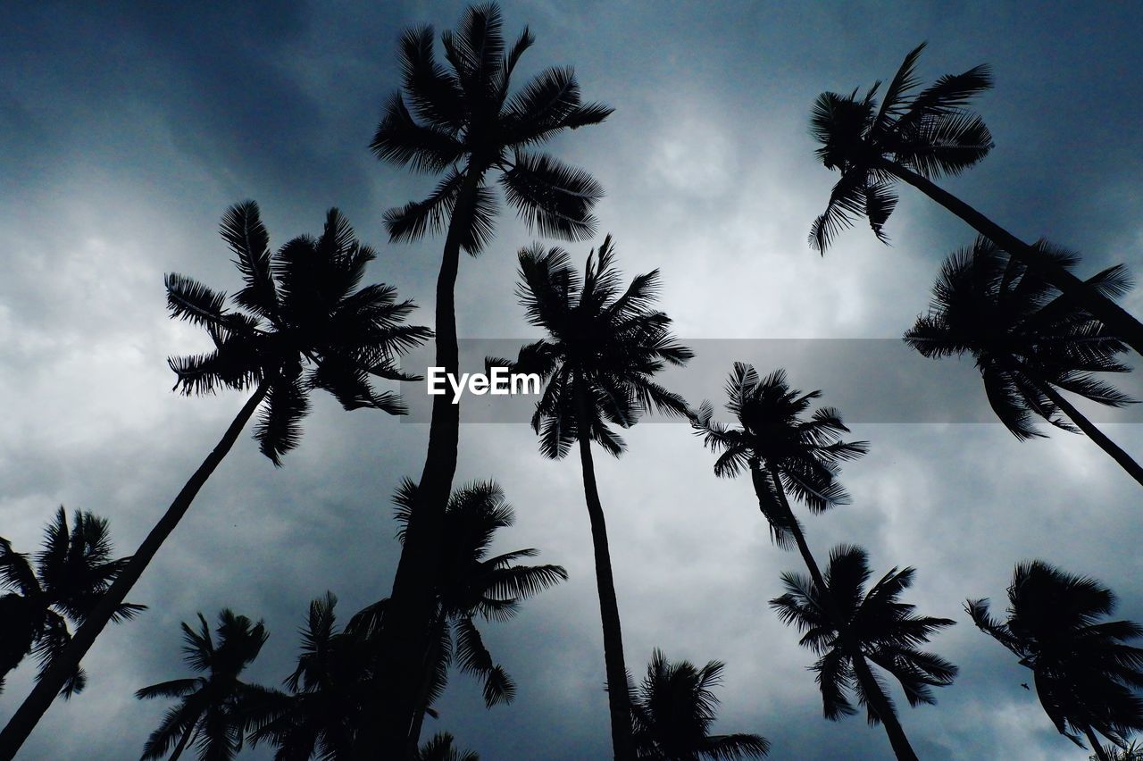 Low angle view of silhouette palm trees against sky