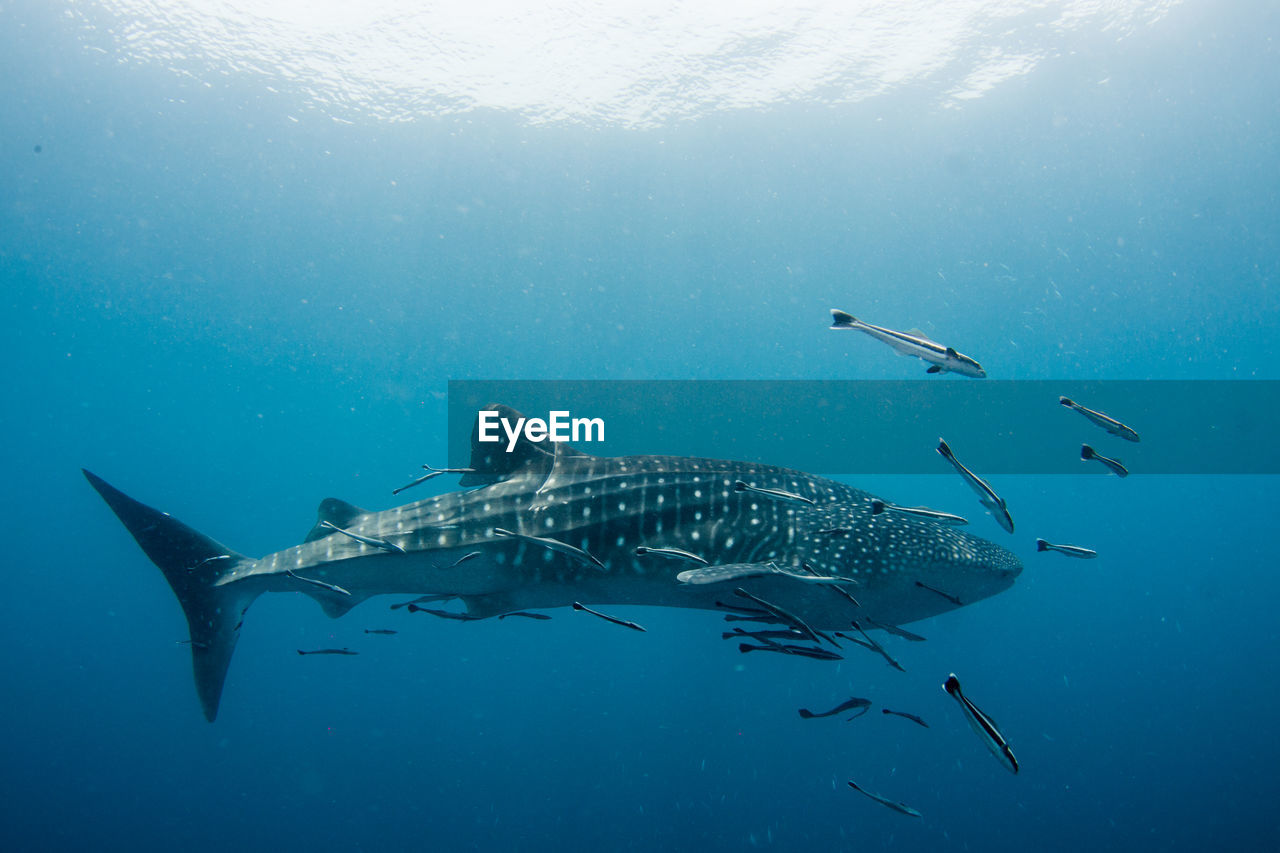 Fish swimming in sea