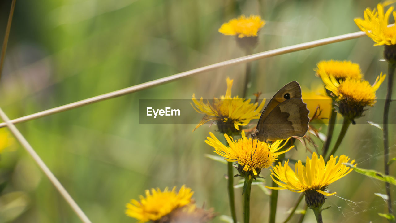 CLOSE-UP OF BUTTERFLY ON YELLOW FLOWERING PLANT