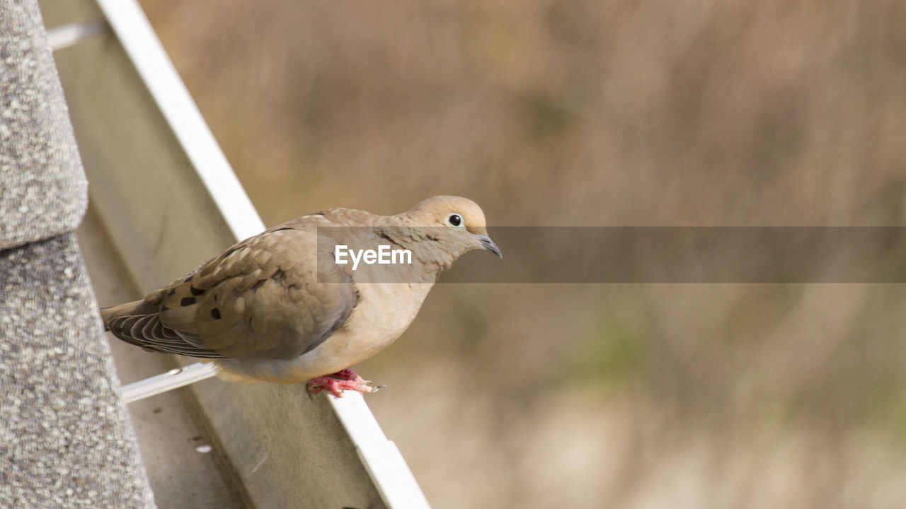 CLOSE-UP OF A BIRD