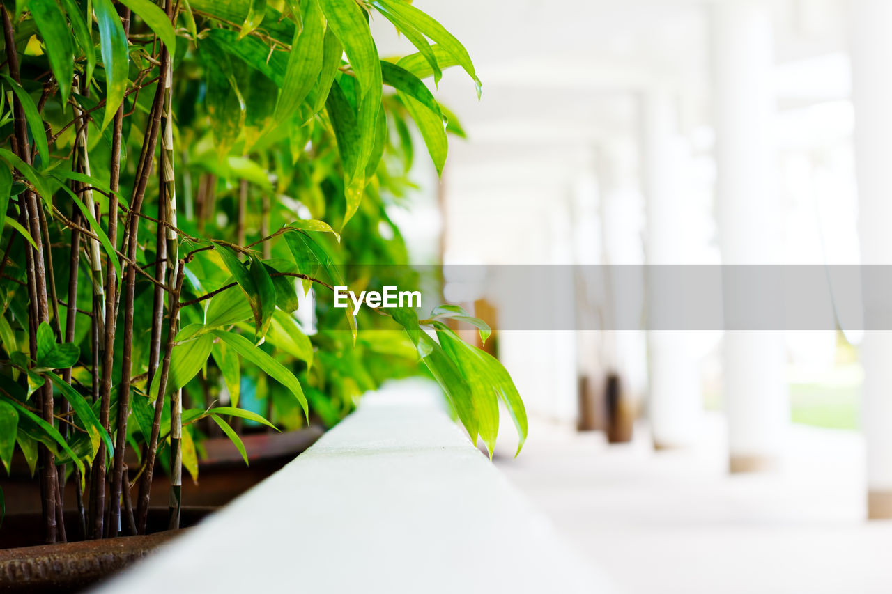 CLOSE-UP OF GREEN LEAVES ON TABLE
