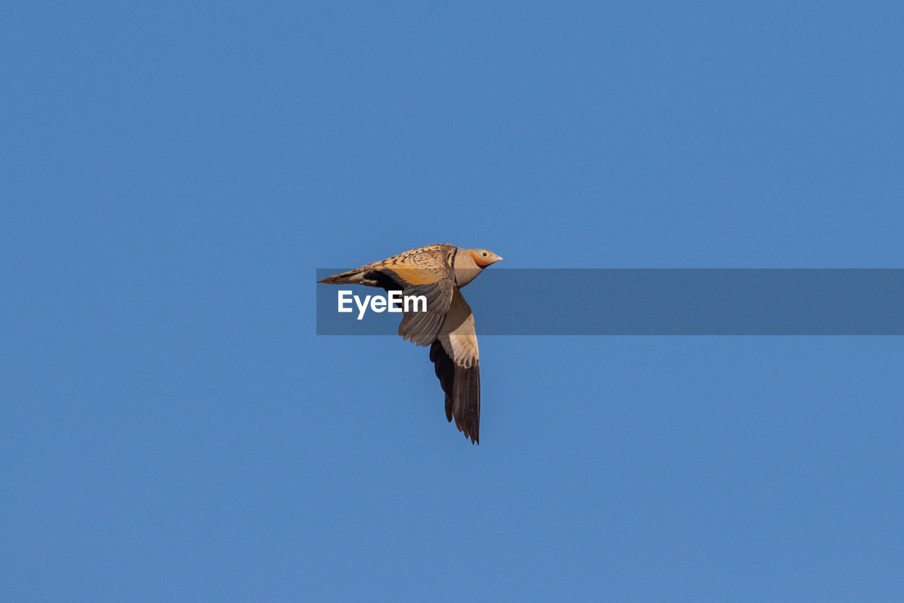 LOW ANGLE VIEW OF EAGLE FLYING AGAINST CLEAR SKY