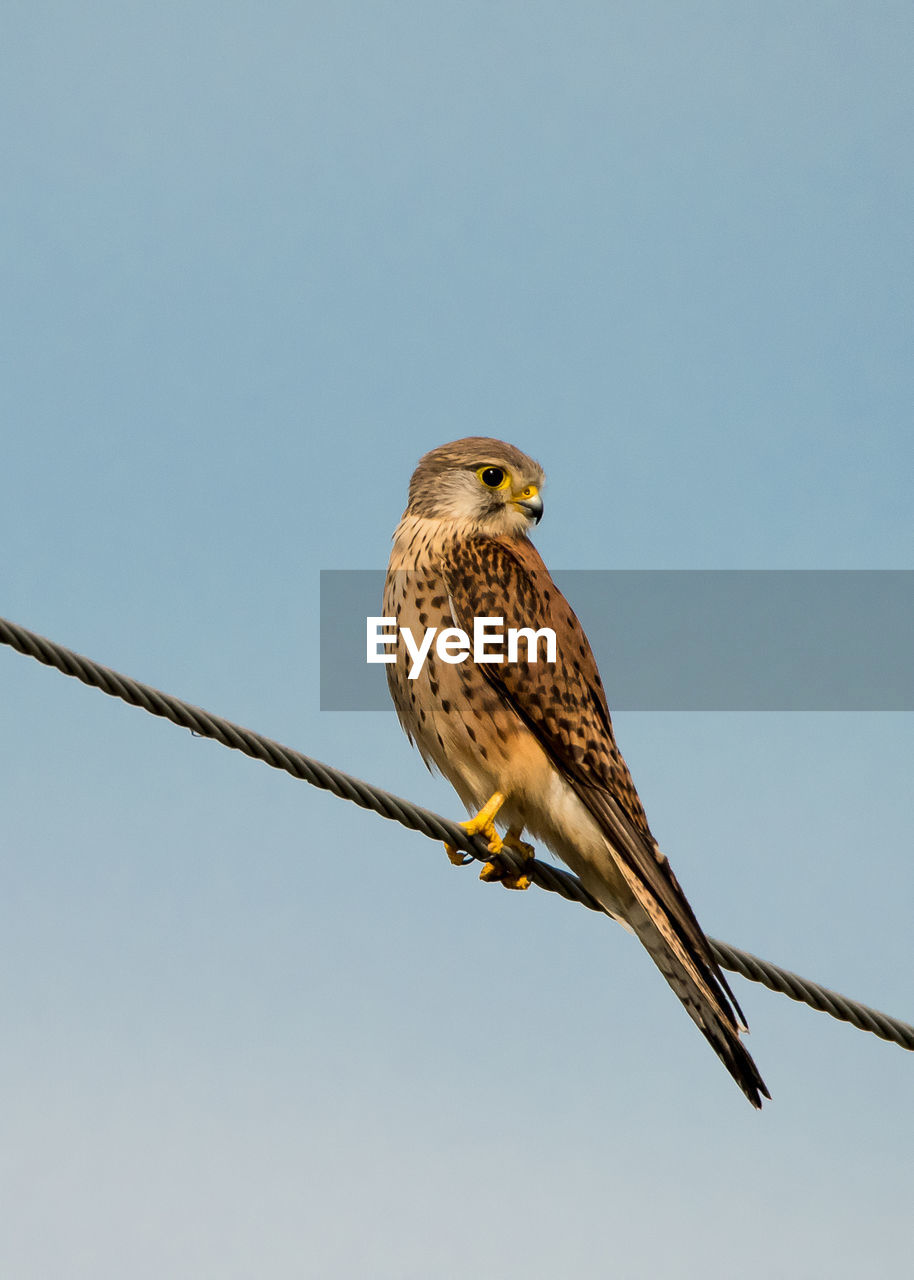 Low angle view of common kestrel perching on rope against clear sky