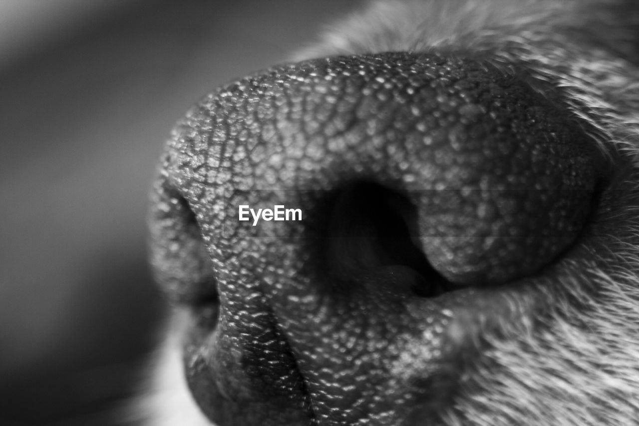 Close-up of dogs nose