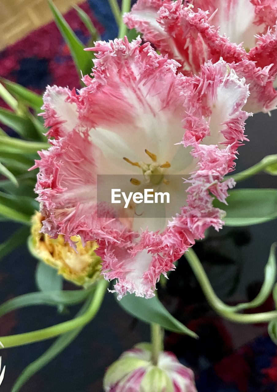 plant, flower, flowering plant, beauty in nature, freshness, close-up, fragility, growth, petal, flower head, nature, pink, inflorescence, blossom, no people, pollen, focus on foreground, springtime, outdoors, botany, stamen, selective focus, plant part, day, leaf