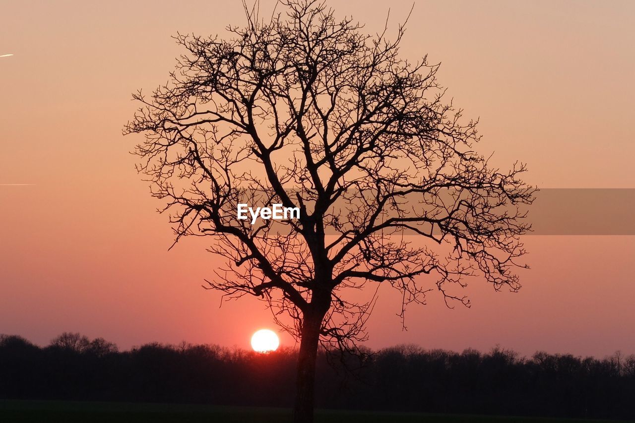 Lone silhouette bare tree at sunset