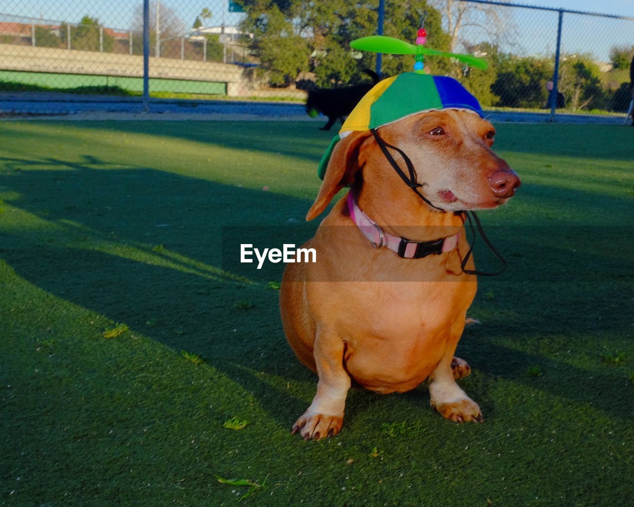 DOG LOOKING AWAY IN FIELD