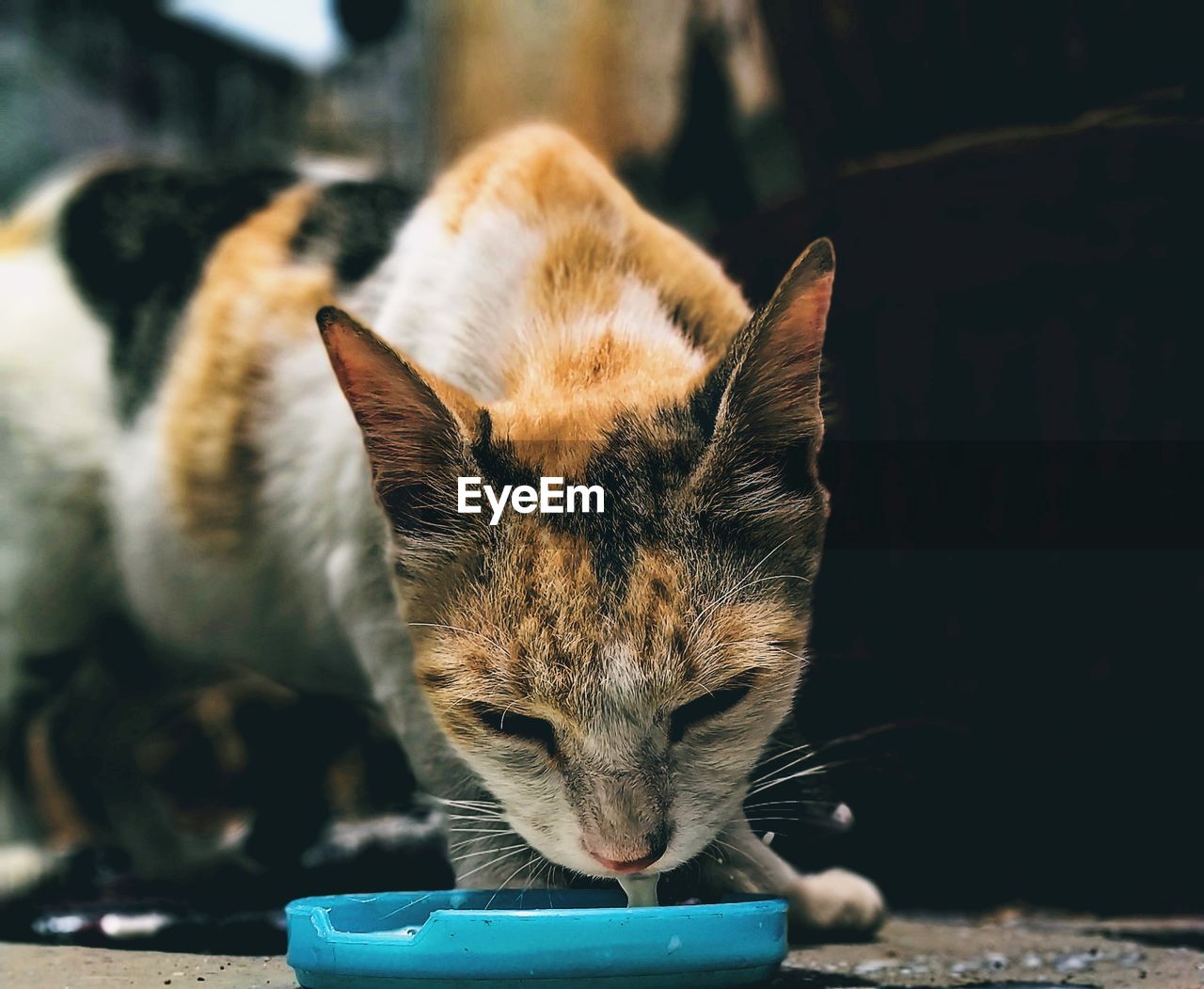 CLOSE-UP PORTRAIT OF A CAT ON A FLOOR