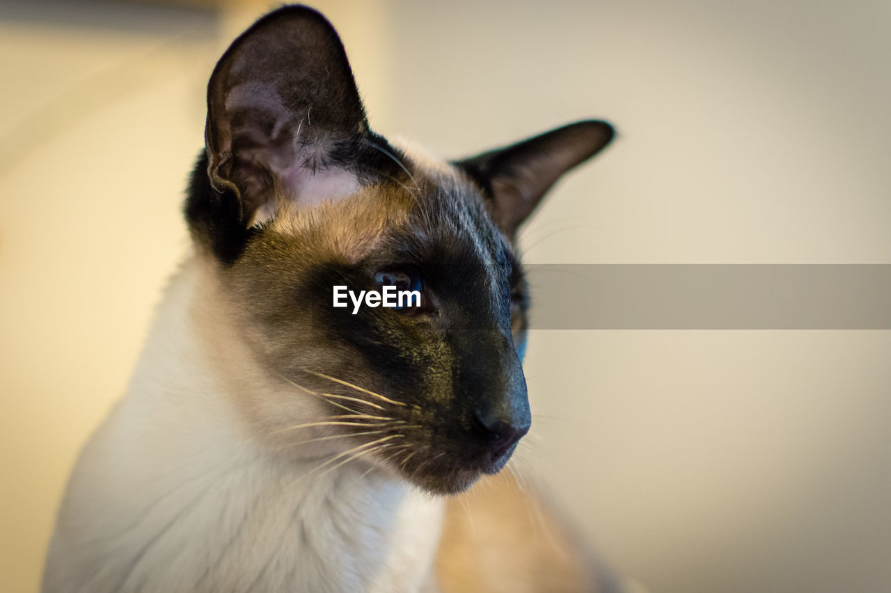 Close-up of siamese cat against wall