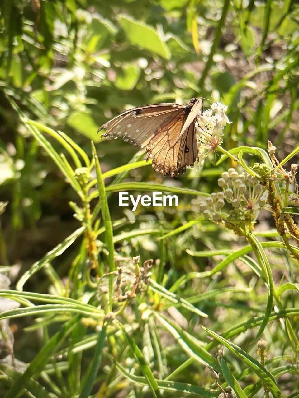 BUTTERFLY ON LEAF