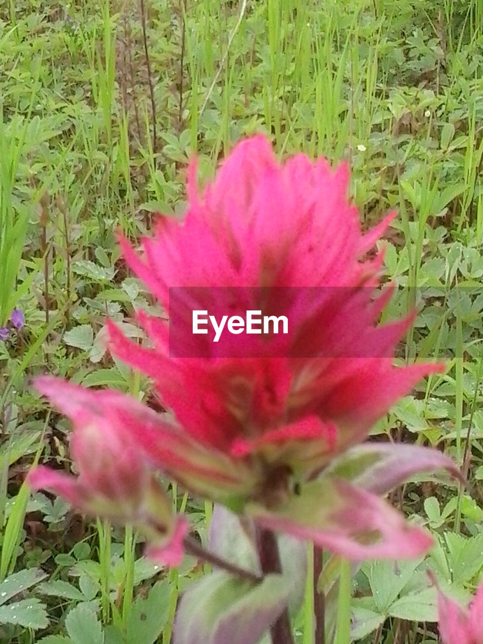 Close-up of pink flowers blooming in field