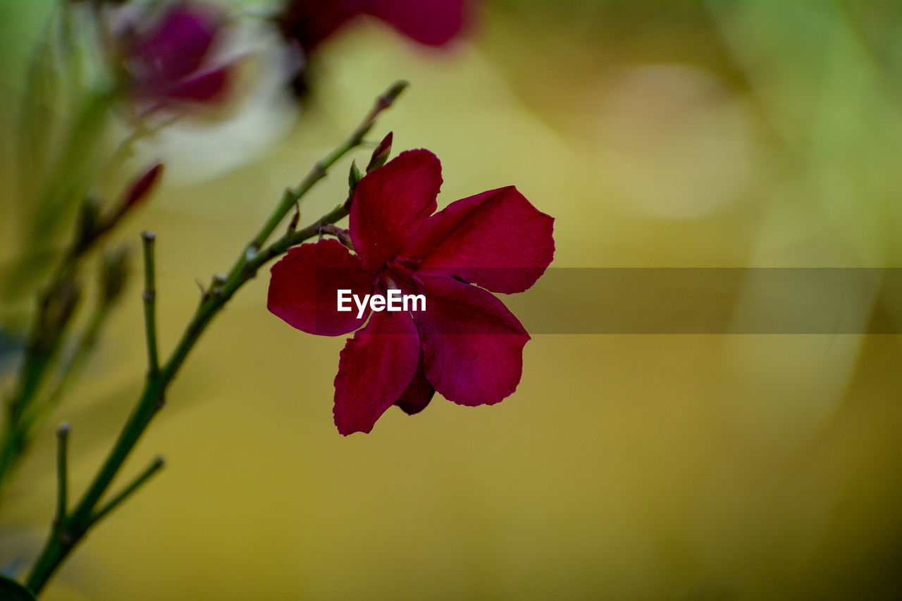 CLOSE-UP OF RED FLOWER
