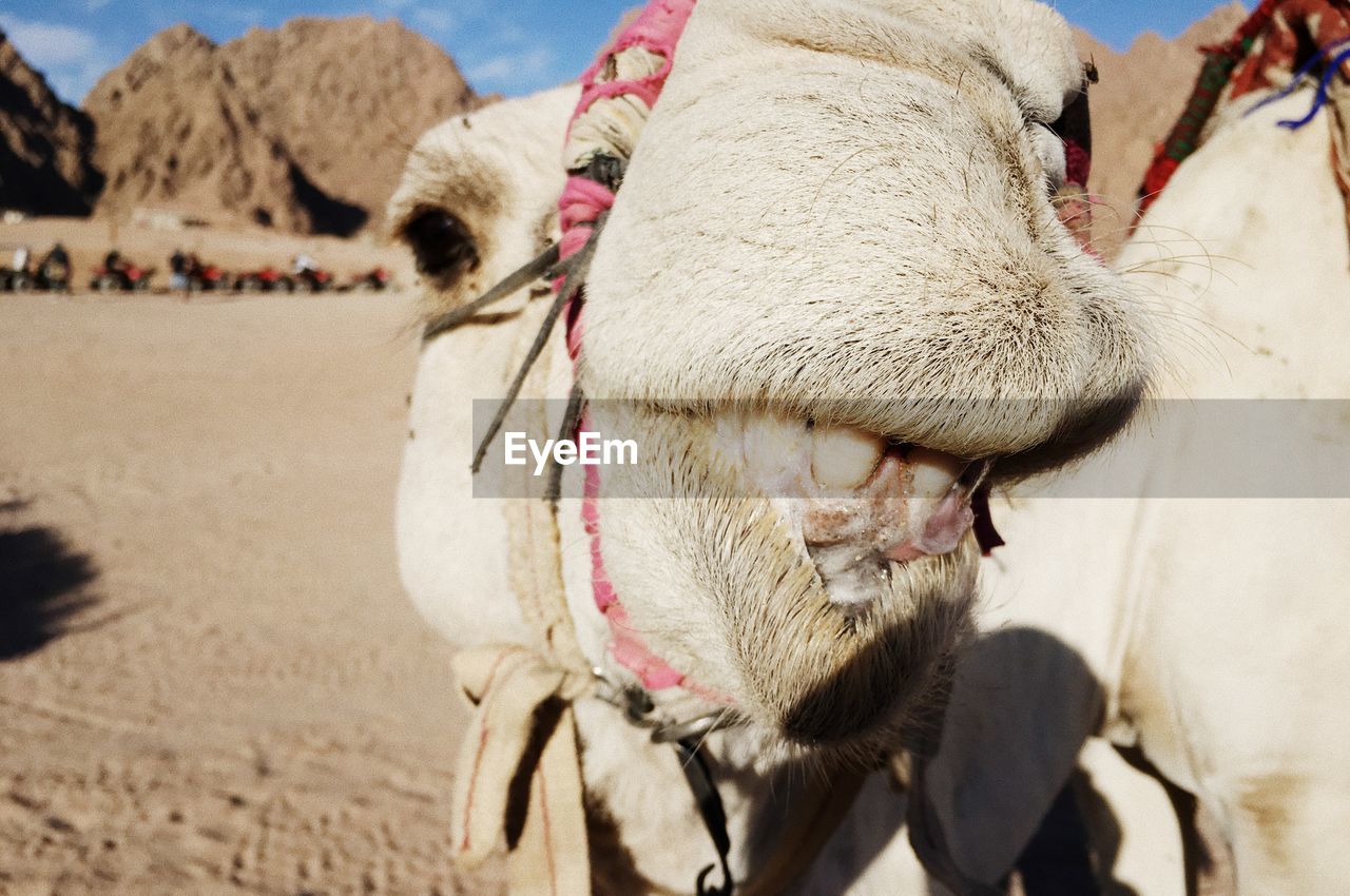 White camel in the desert of egypt