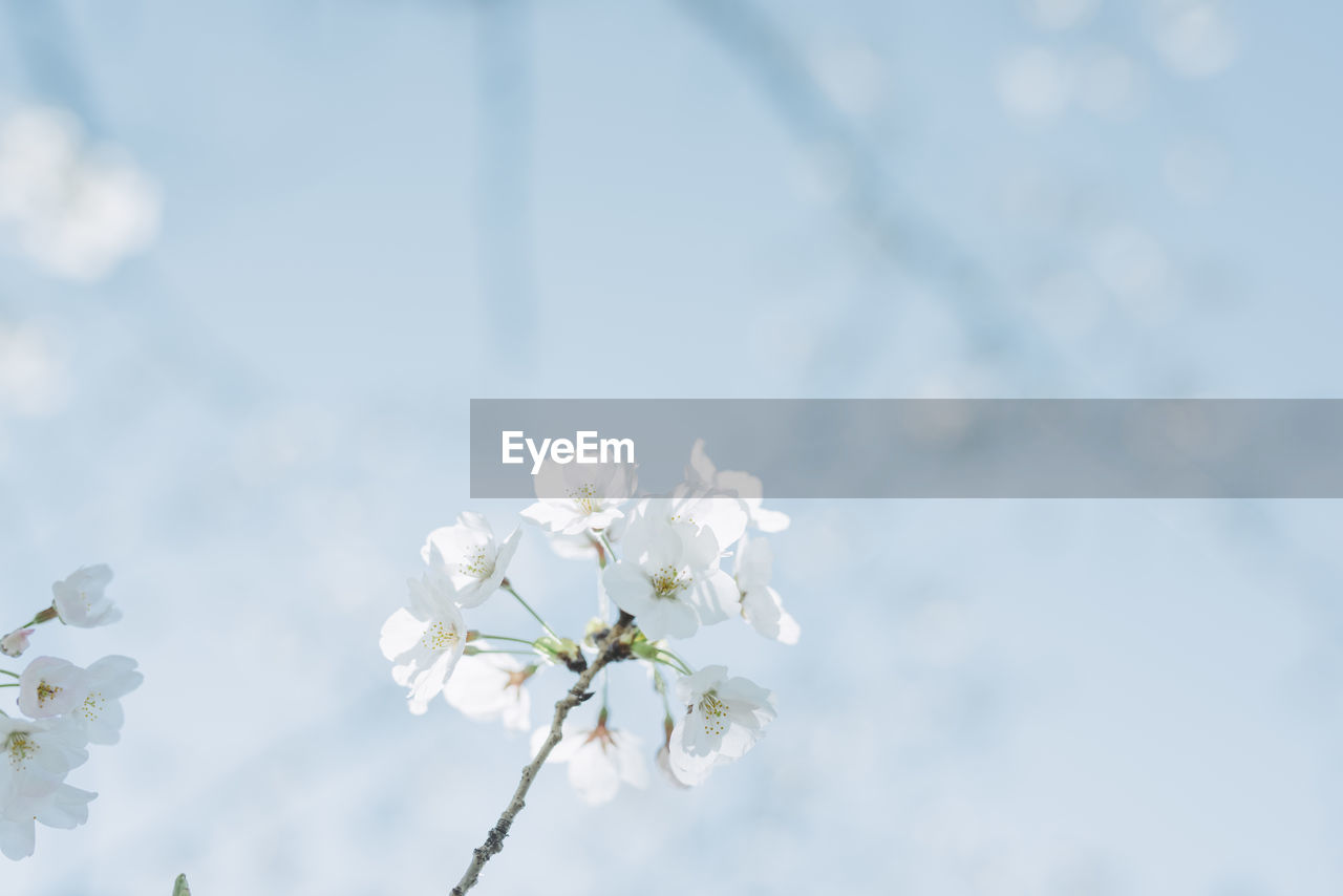 Low angle view of white blossoms against sky