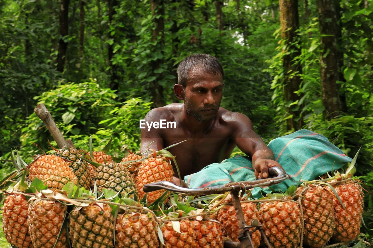 A farmer ransporting pineapple by bicycle to the local market