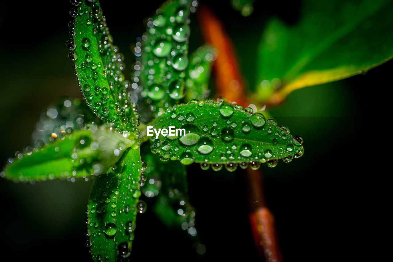 Close-up of raindrops on leaves