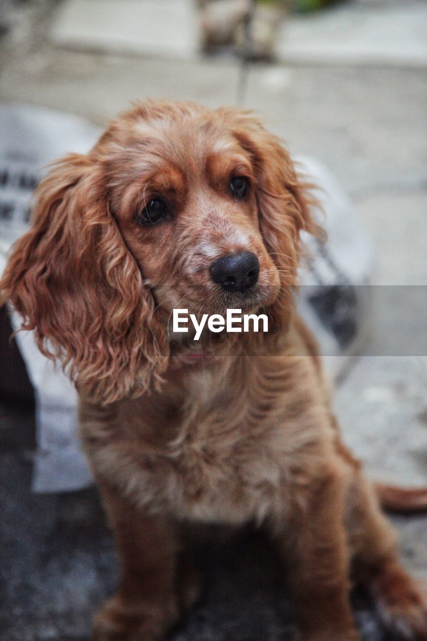 Close-up portrait of dog looking at camera