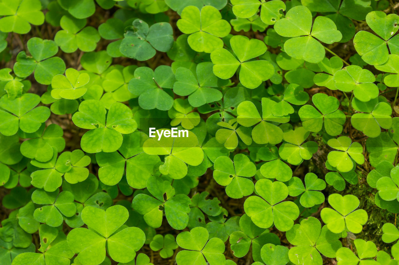 Full frame shot of leaves