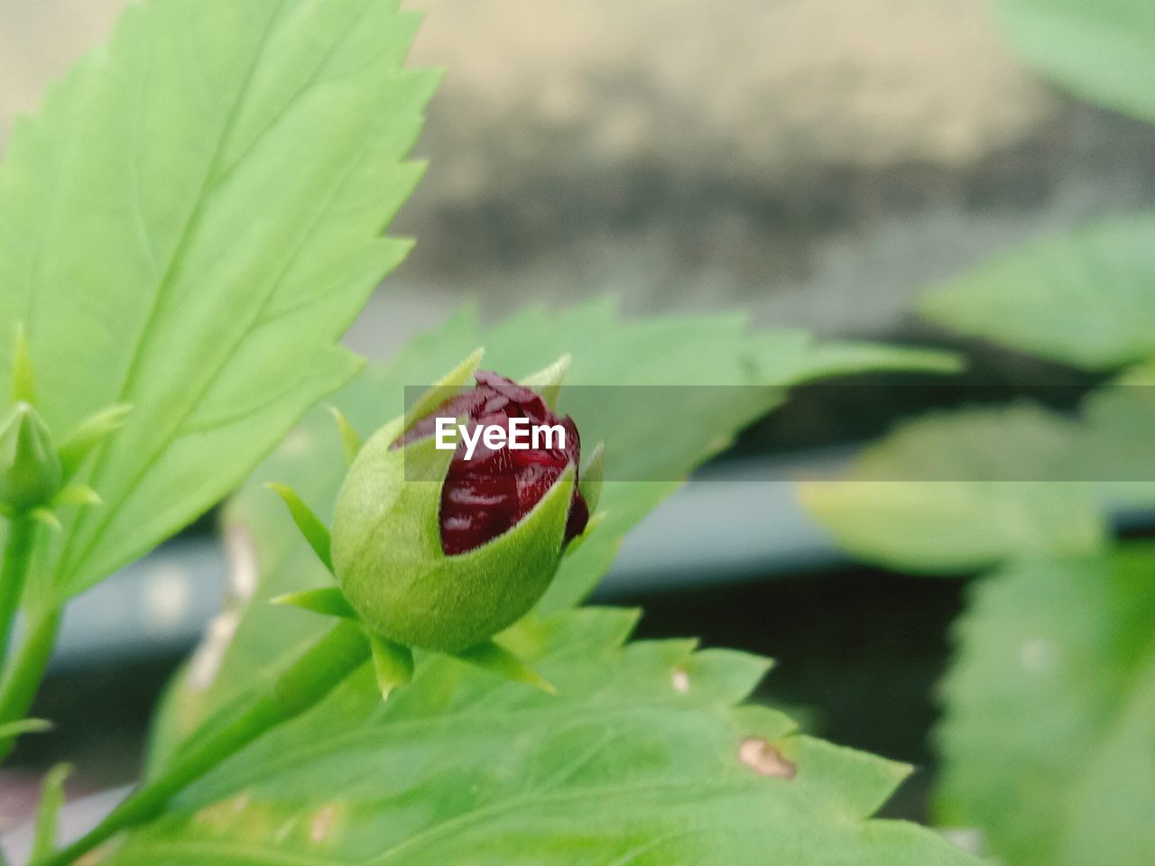 Close-up of red flower on leaf