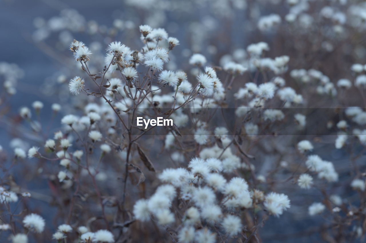 Close-up of white cherry blossom tree