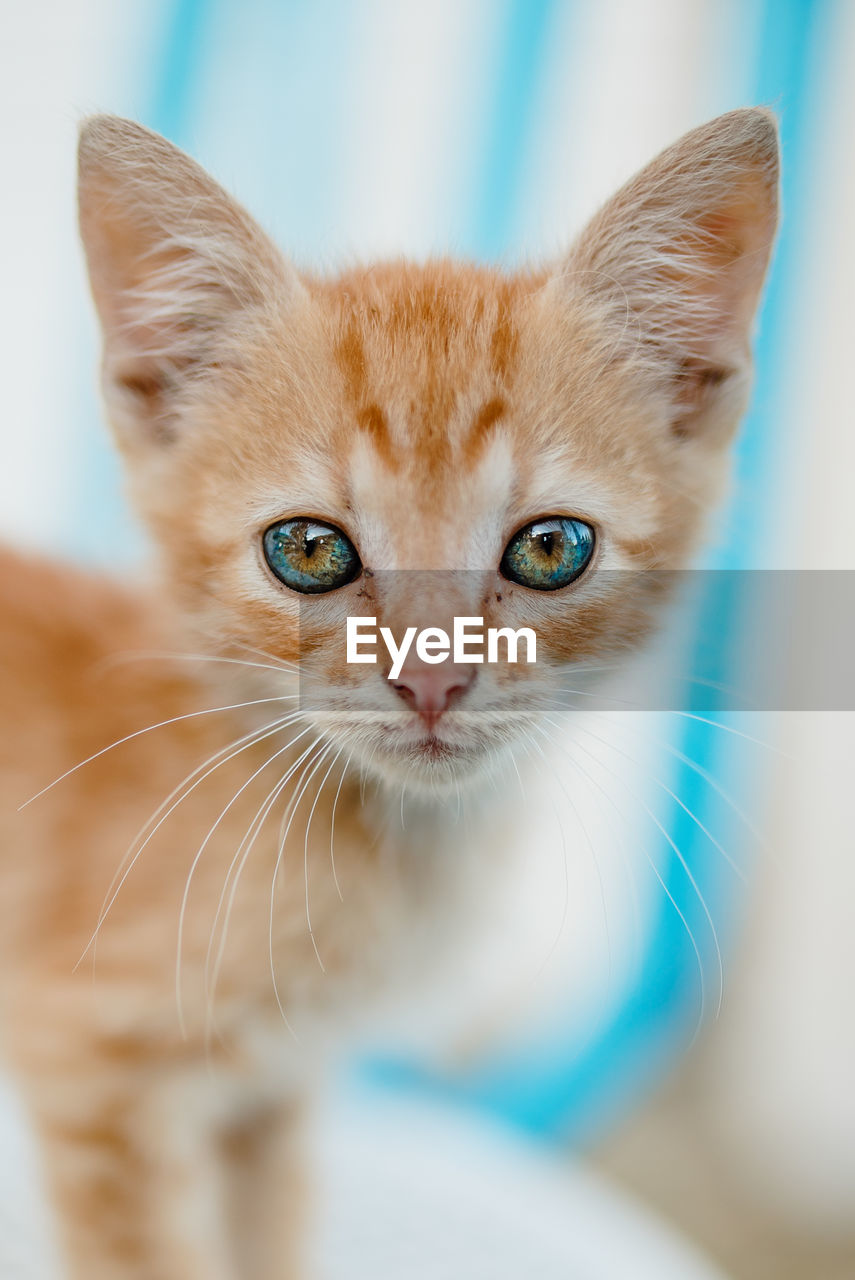 PORTRAIT OF CAT