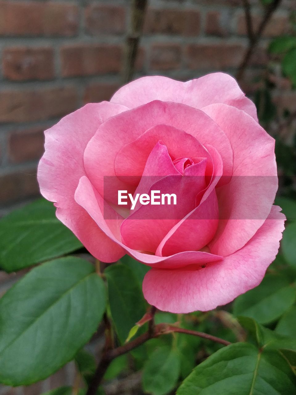 CLOSE-UP OF PINK ROSE WITH PLANT