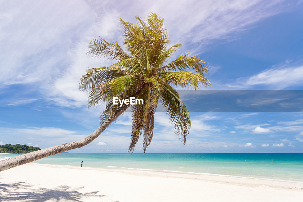 Palm tree on beach against blue sky