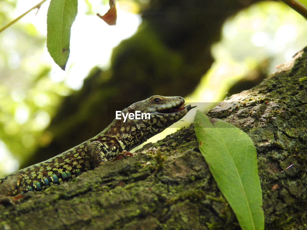 Close-up of lizard on leaf