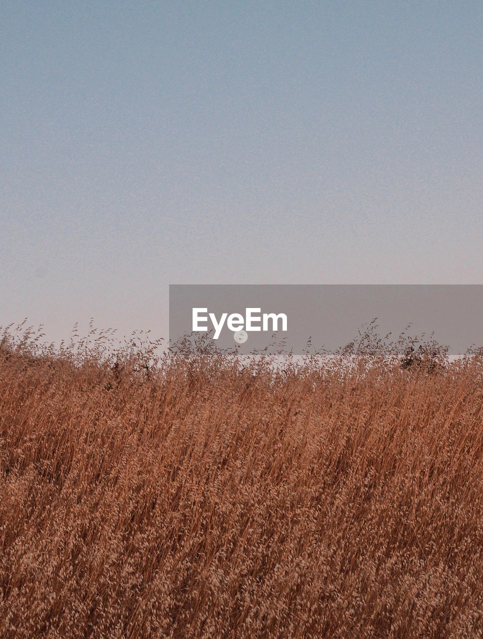 PLANTS ON FIELD AGAINST CLEAR SKY