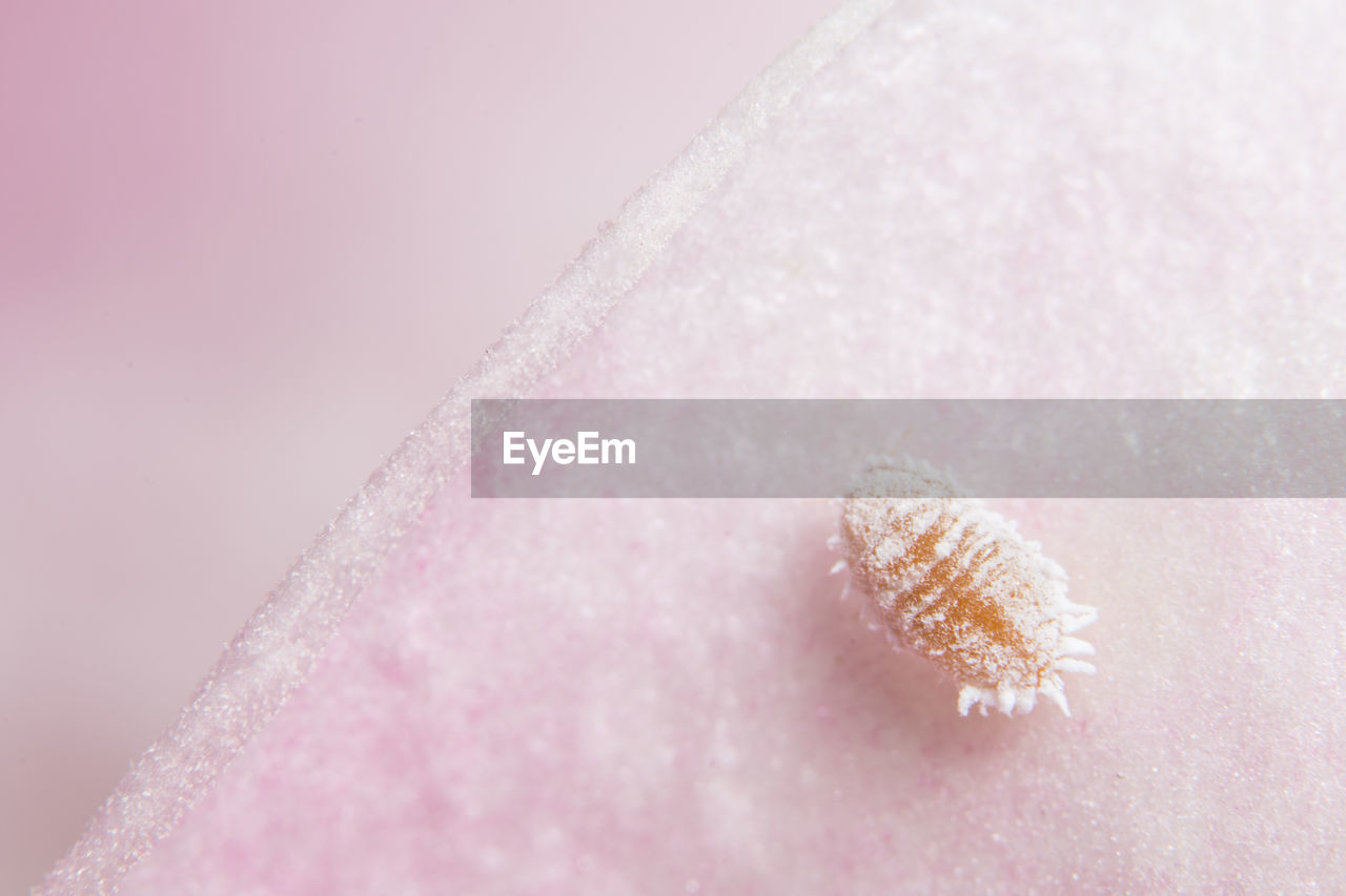 Close-up of frozen insect on petal