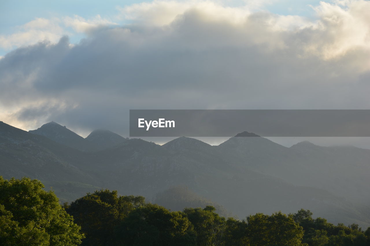 High section of trees against mountain range