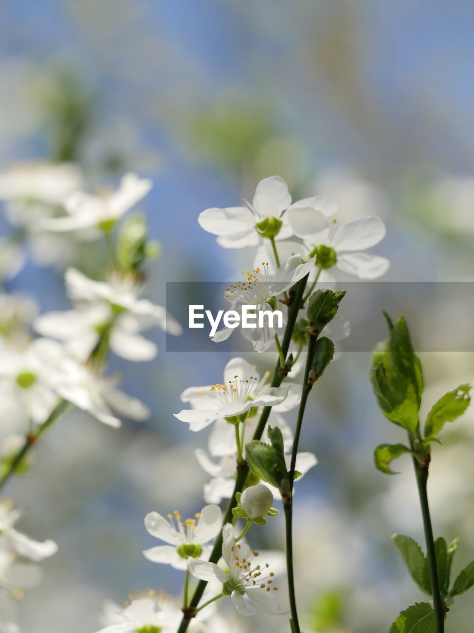 Close-up of white flowering plant