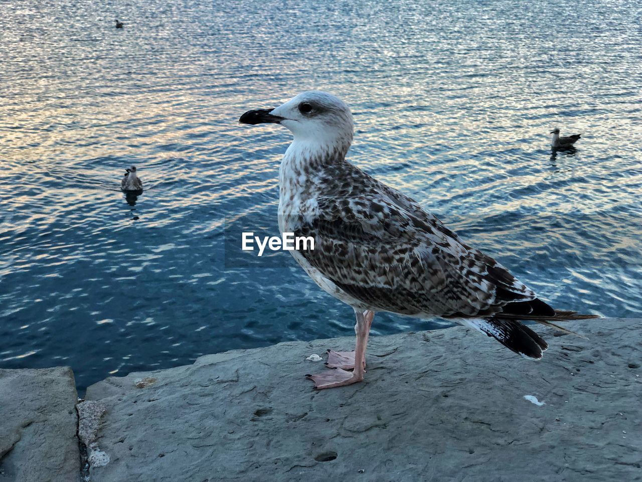 High angle view of seagull on rock