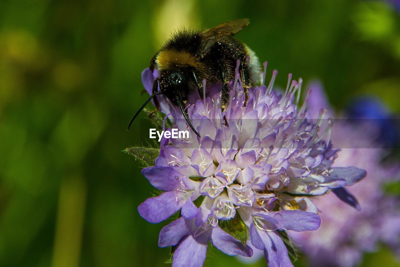 CLOSE-UP OF BEE ON FLOWER