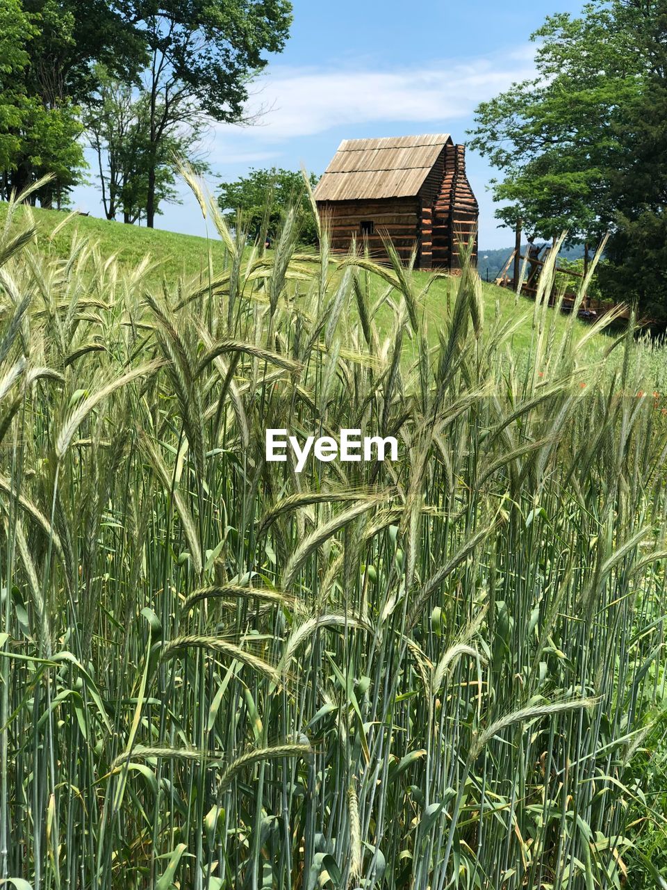 Crops growing on field against sky