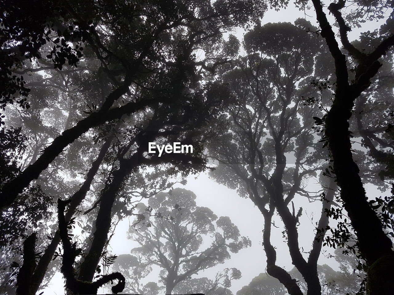 CLOSE-UP LOW ANGLE VIEW OF TREES AGAINST SKY