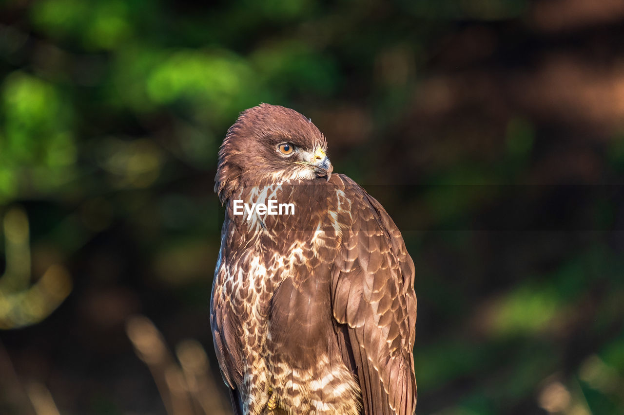 CLOSE-UP OF A OWL