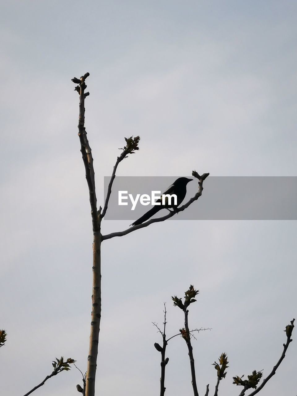 LOW ANGLE VIEW OF BIRD PERCHING ON TREE