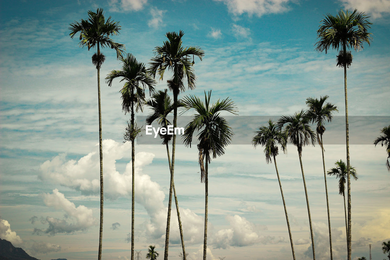 LOW ANGLE VIEW OF TREES AGAINST SKY