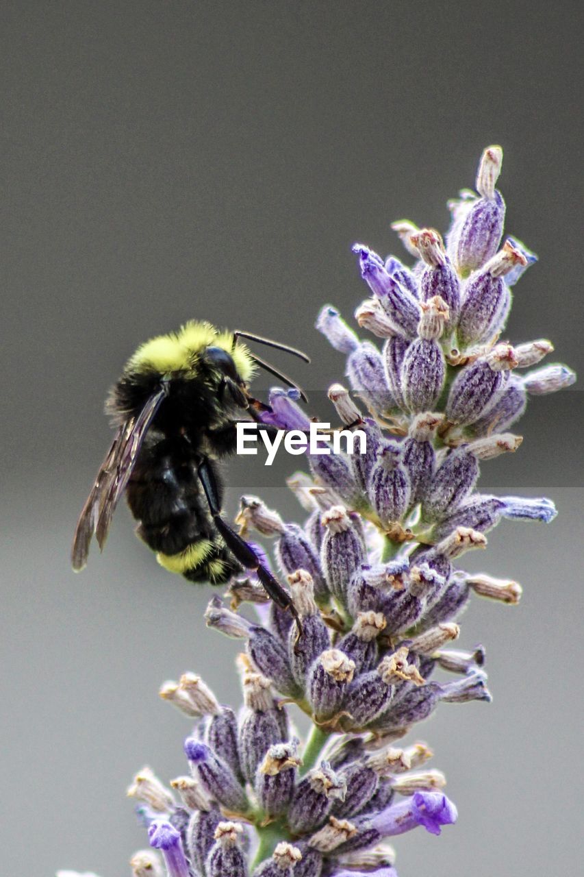 Close-up of bee on purple flower