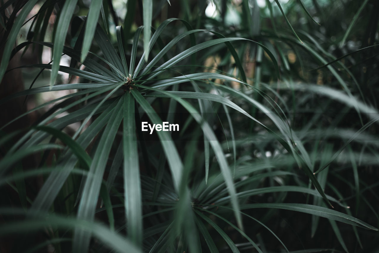 Dark green moody colored plant and foliage