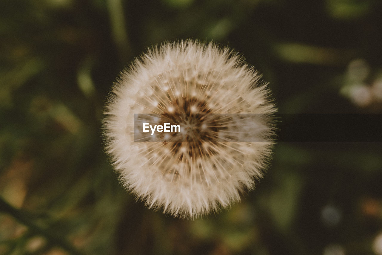 CLOSE-UP OF DANDELION FLOWER GROWING ON LAND