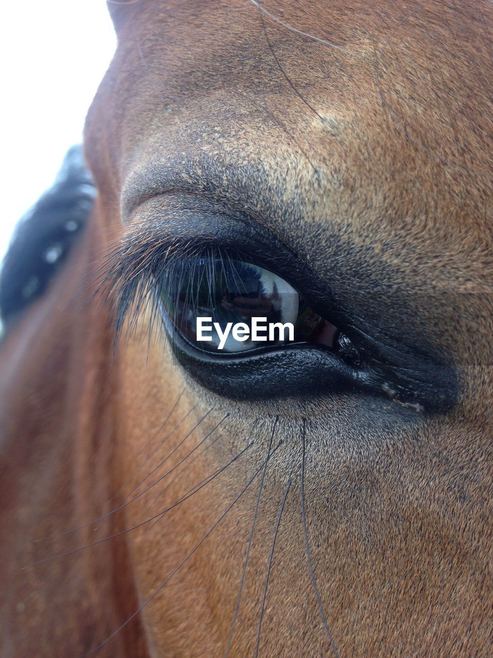 EXTREME CLOSE-UP OF HORSE