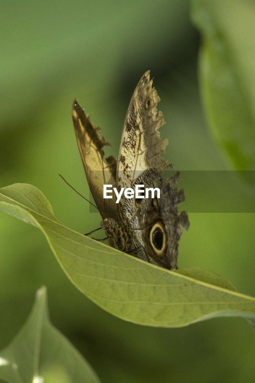 CLOSE-UP OF BUTTERFLY