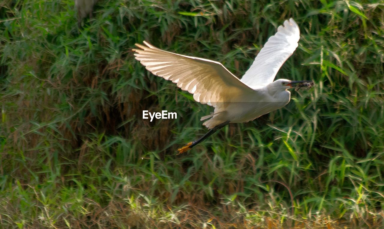 BIRD ON GRASS