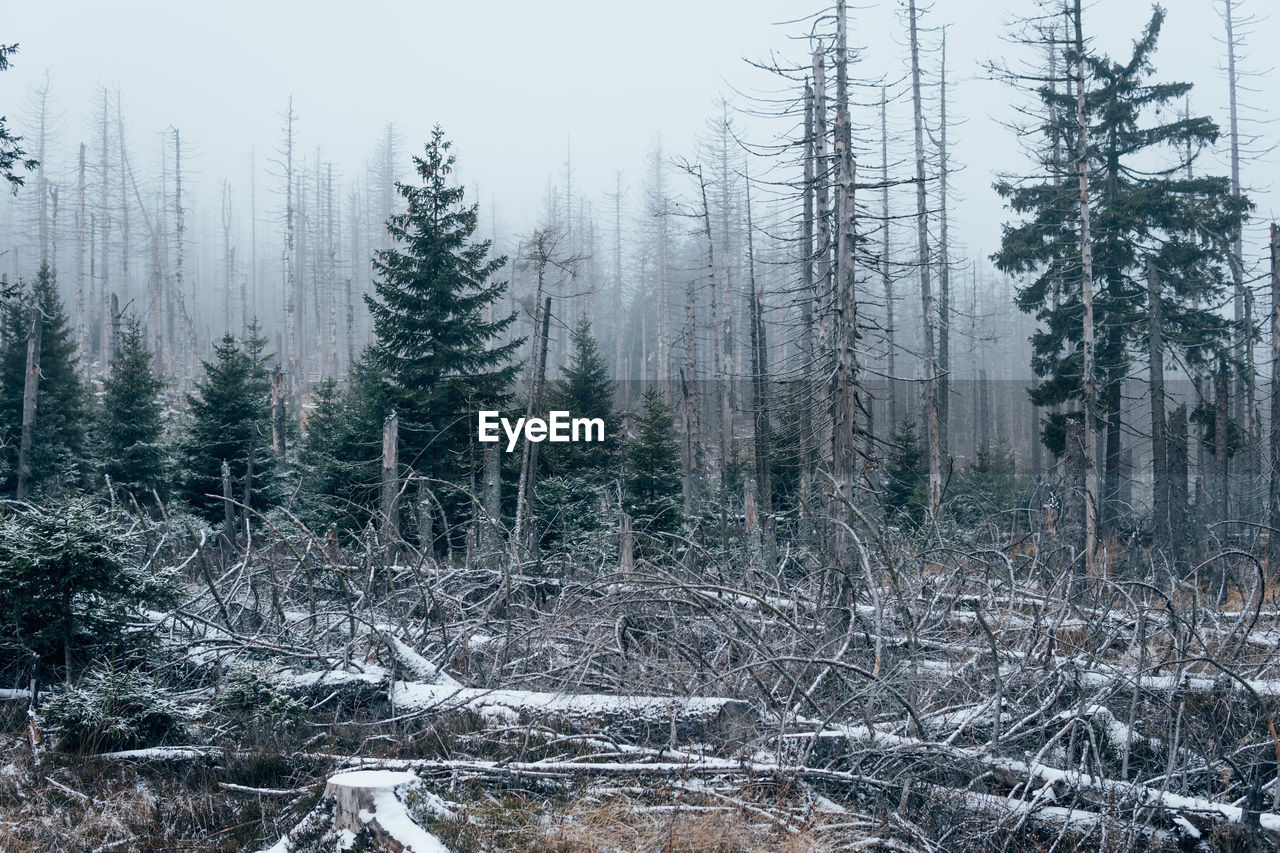 Pine trees in forest during winter