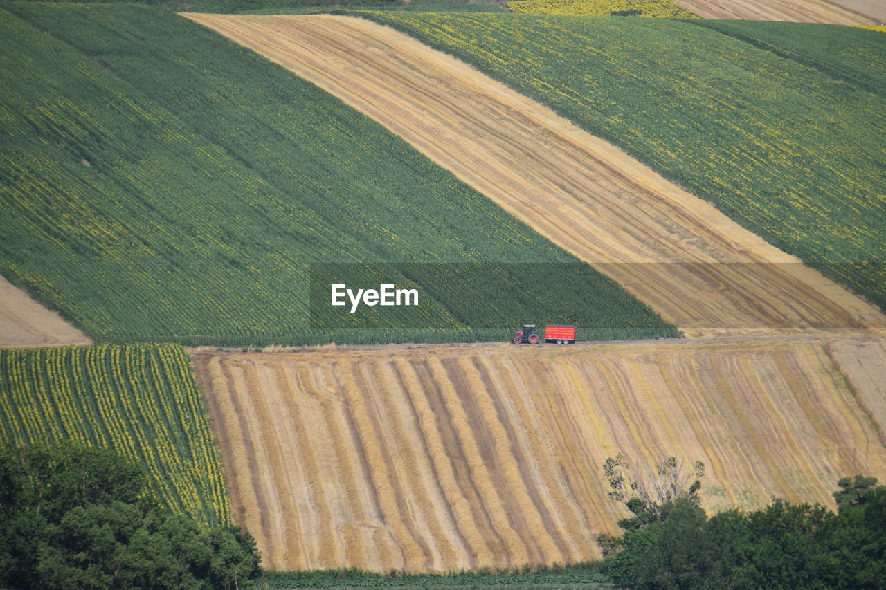 Scenic view of agricultural field