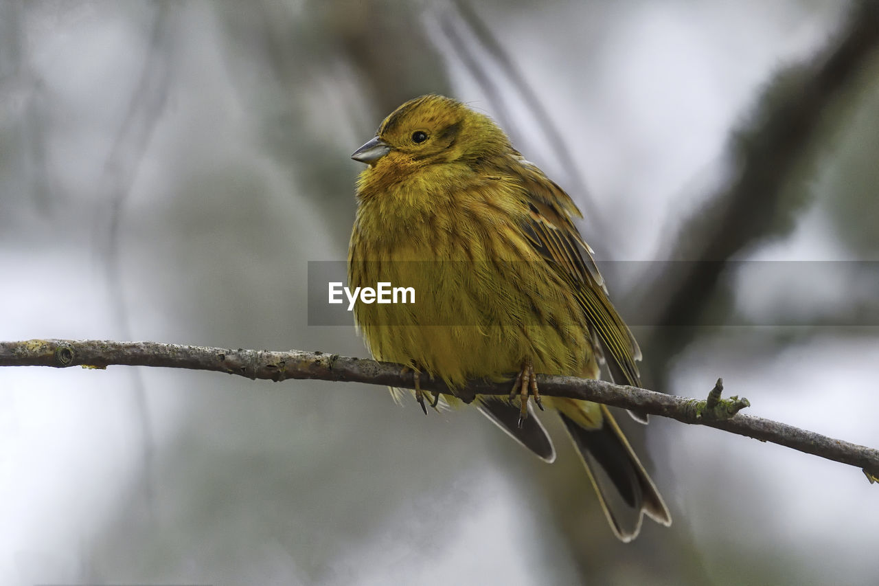 BIRD PERCHING ON A PLANT