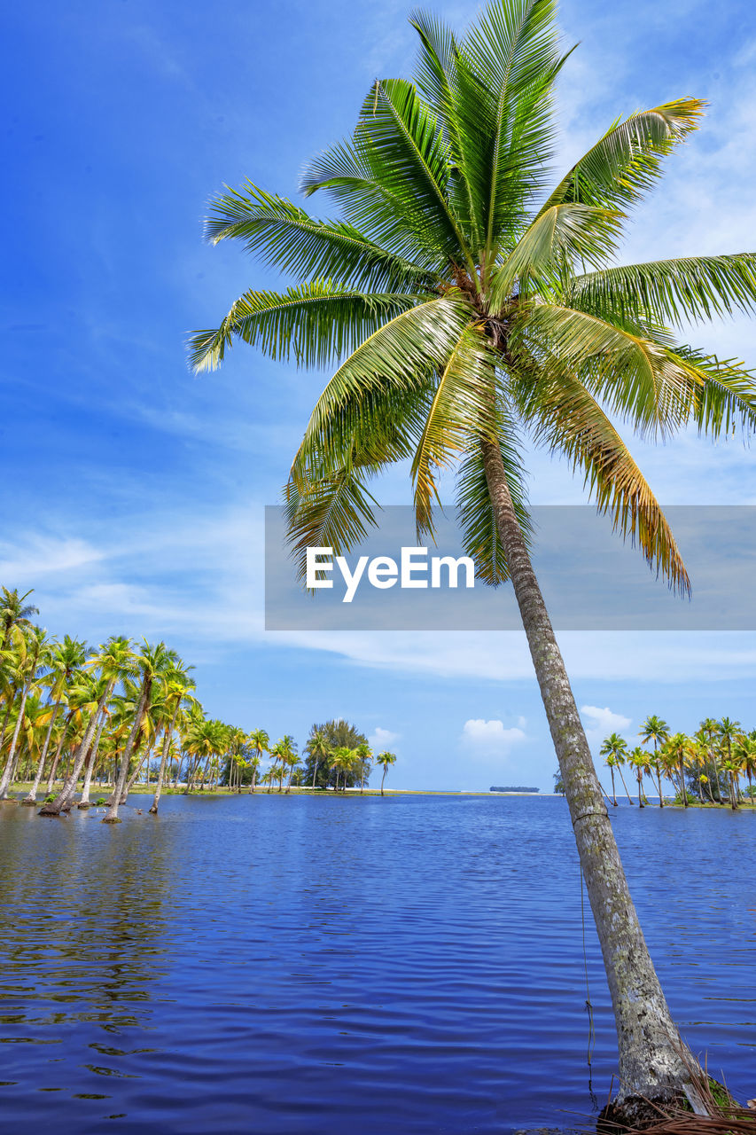 Palm tree by sea against sky