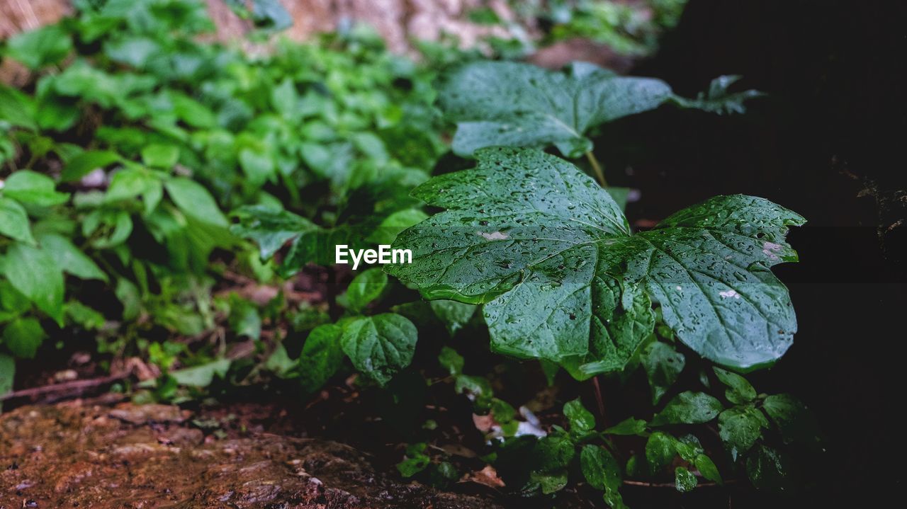 CLOSE-UP OF WET LEAVES ON PLANT